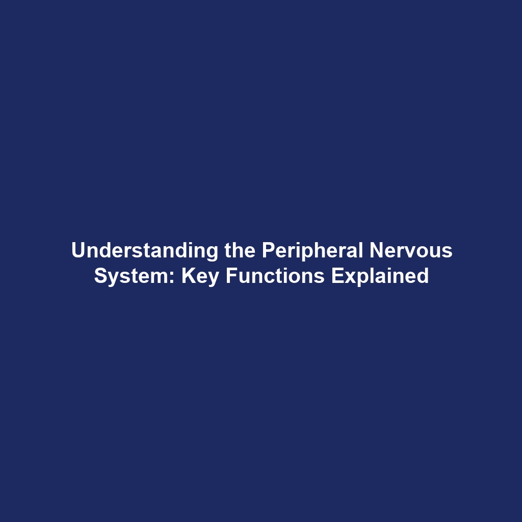 Understanding the Peripheral Nervous System: Key Functions Explained