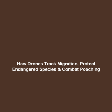 How Drones Track Migration, Protect Endangered Species & Combat Poaching